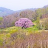 亀ケ森の一本桜