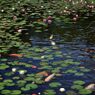 睡蓮（花言葉は「純粋な心」「優しさ」「信頼」等です）①
