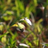 IMG_4404tr