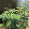 成長が早すぎて