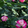 植物園散策バラ園