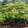 緑と灯篭