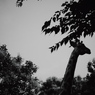 キリン発見