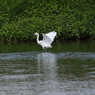 IMG_4274tr