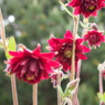 Aquilegia