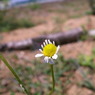 カモミールの花
