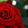 薔薇の鎖。。。。