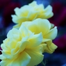 Lamplight of rose " 妖しさ”