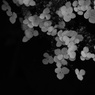 Botanic Garden 7