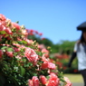 薔薇の散歩道。。。。。