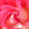 Rose Garden