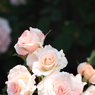 Rose Garden