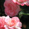 Rose Garden