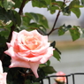 Rose Garden