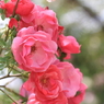 Rose Garden