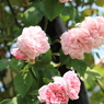 Rose Garden