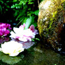 湧水と彩り牡丹4