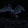 暗闇に輝く白き翼