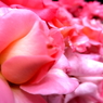 薔薇の群れ