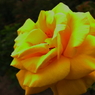薔薇　イエローポップ