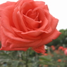 薔薇　頬