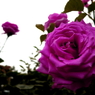 薔薇　ダークヴァイオレット