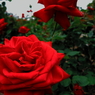 薔薇　ハートの女王