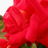 薔薇　貴婦人の横顔