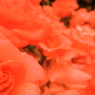 薔薇　チーク