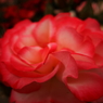 薔薇　シュシュ