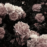 薔薇　空蝉
