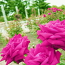 薔薇　速水