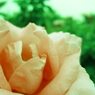 薔薇　　コットン
