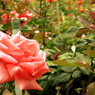 薔薇　さあ御手をどうぞ