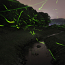 firefly dancing