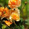 DSC00285
