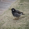 中之島公園バラ園 ムクドリ