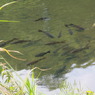 天然の川ですよ。　IMG_4230