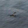 IMG_3759_cr