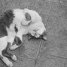 ドザエモン