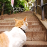 待ち人(猫)来たらず