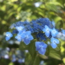 輝くアオ