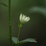 Ｔ・Ｆさんちの花畑　Ⅳ