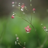 Ｔ・Ｆさんちの花畑