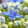 紫陽花の季節　２０１３