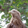 condor