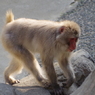 monkey 