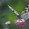 butterfly paradise 35 オオゴマダラ
