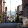 うにゃ～～っ 