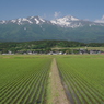 早苗と鳥海山
